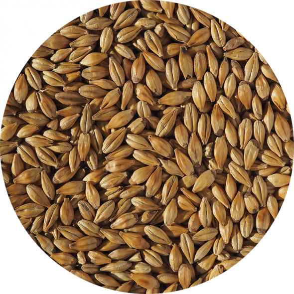 Cara Gold Malt | Crisp Malt | Fruity, Toffee Notes For Golden Ales