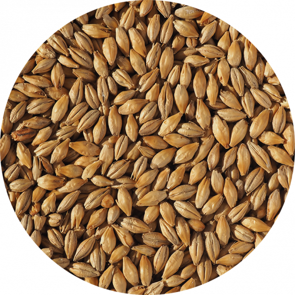 Dextrin Malt | Crisp British Malt for Added Foam And Body Enhancer