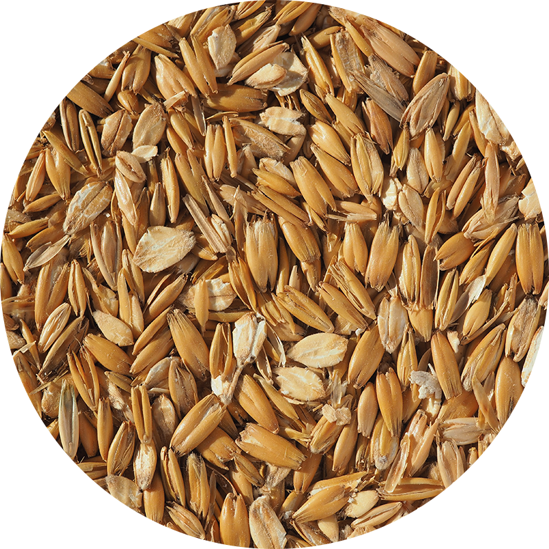 Flaked Torrefied Oats | Oats in brewing