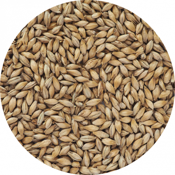 German Pilsen Malt From Crisp German Brewing Malt For Continental Lagers