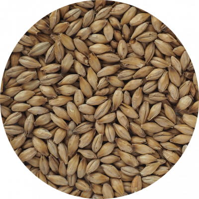 Peated Pot Still Malt grains, a Distilling Malt