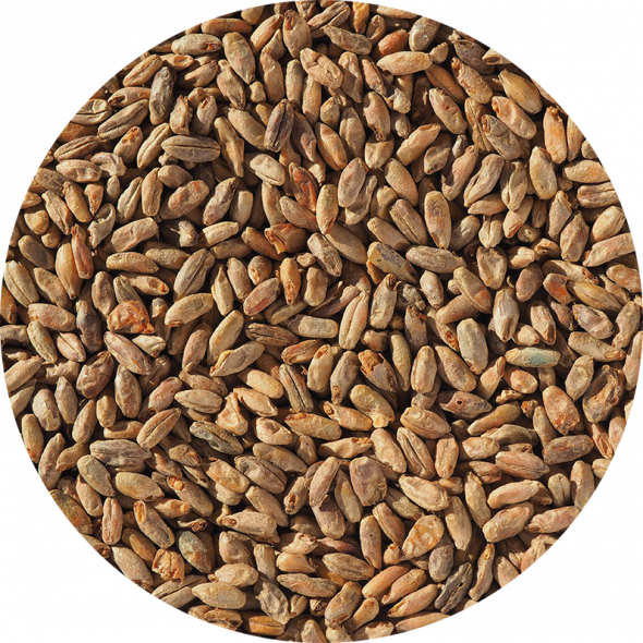 Rye Malt From Crisp | Brewing Malt | Rye Pale Ales & Roggenbier