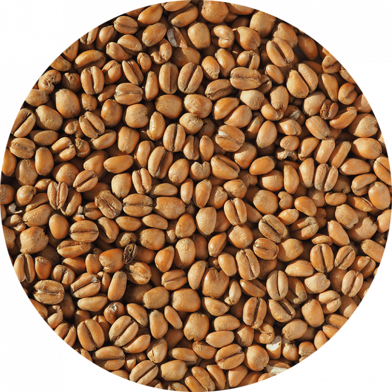 Torrefied Wheat vs Wheat Malt For Brewing or Distilling Crisp Malt