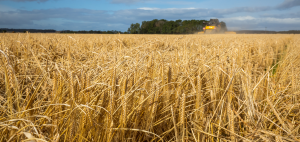 Harvesting Scottish Barley - combine harvester on a barley field