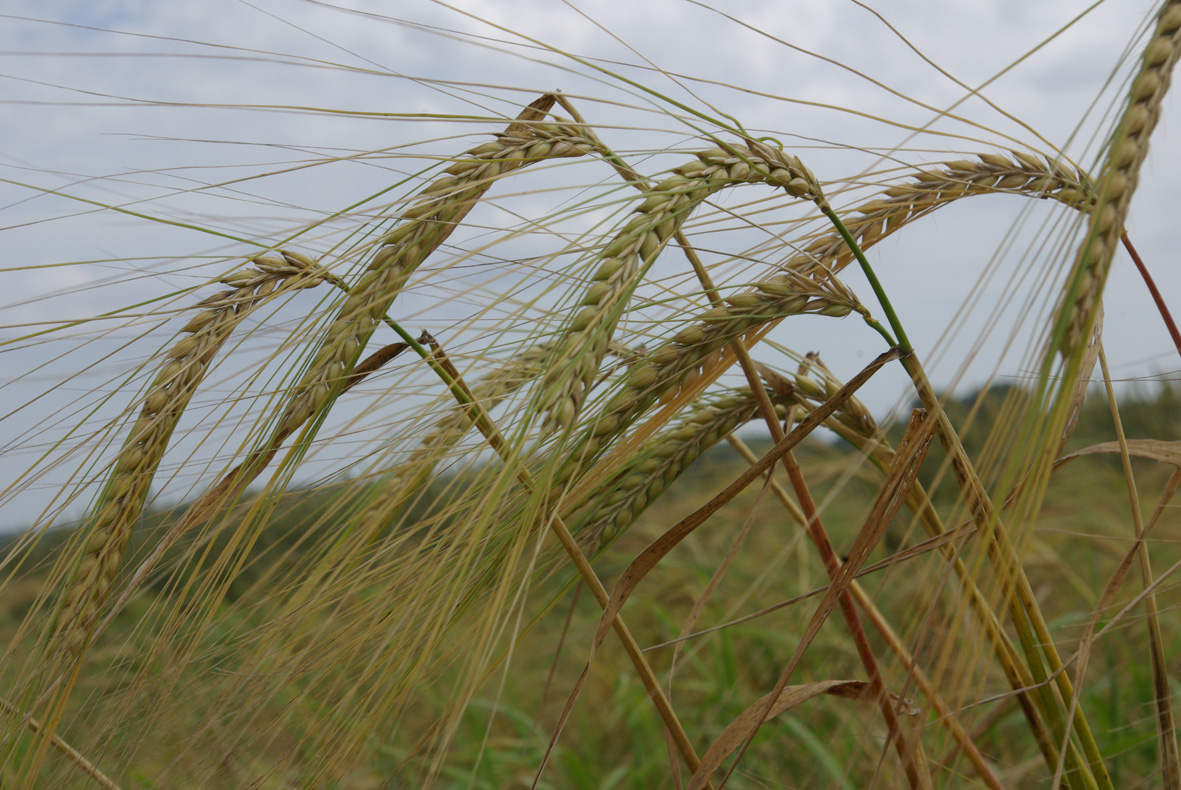 Chevallier barley growing in norfolk