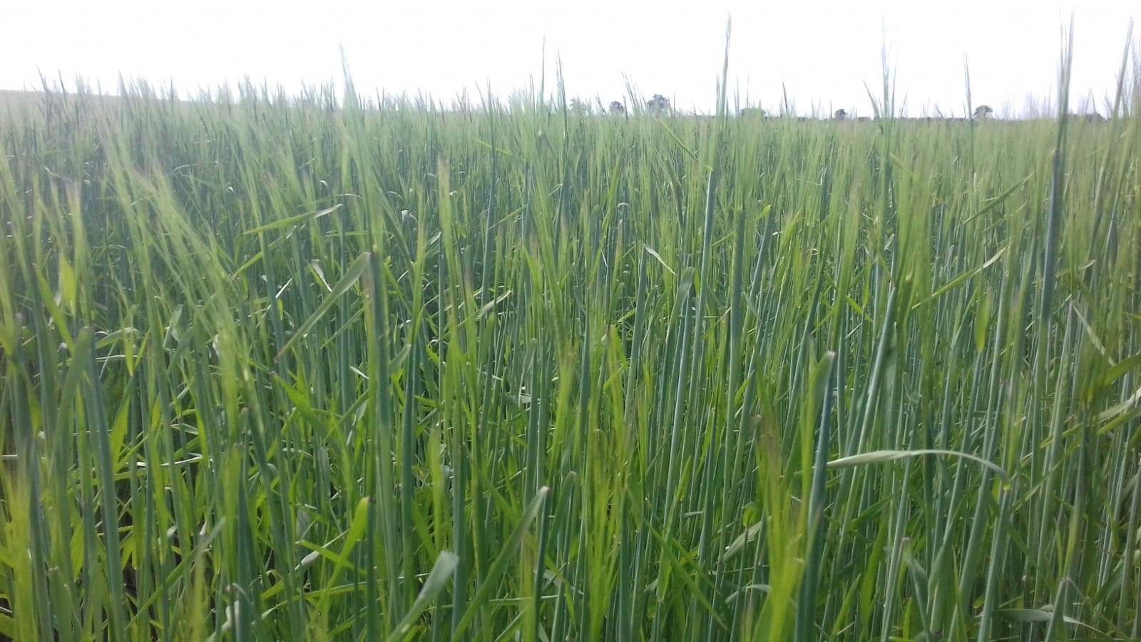 Hana barley growing in Norfolk, UK