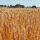 Growing barley in Norfolk, England