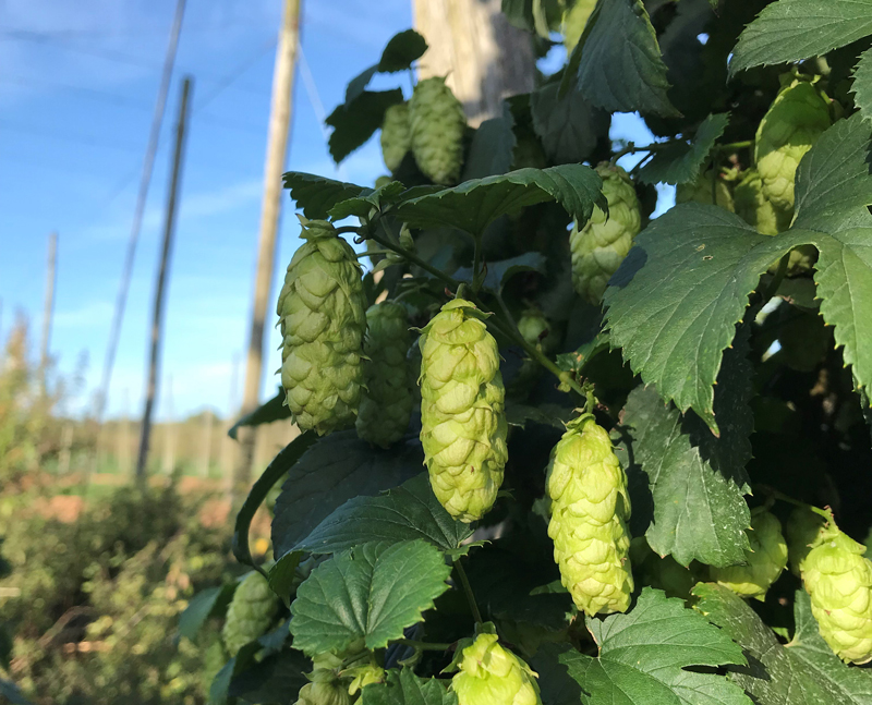 Charles Faram hops breeding and growing | Sustainability in hop growing