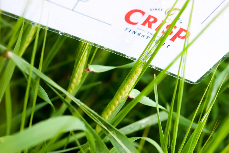 April Crop Update | Crisp Malt 2022