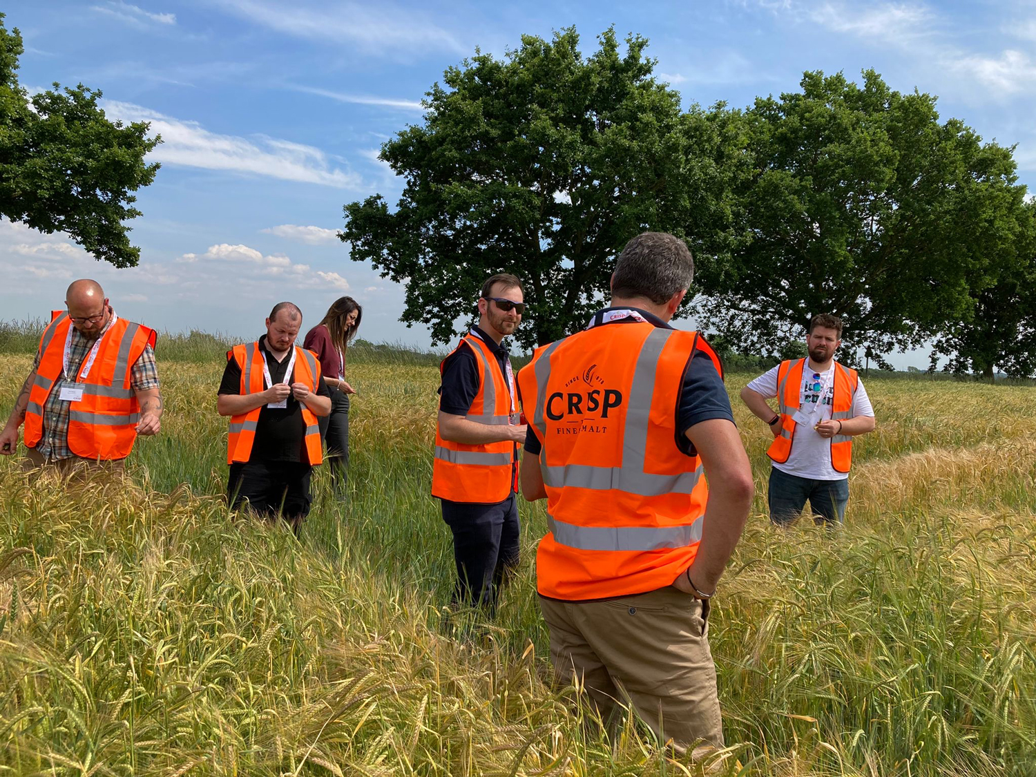 British malting barley in Norfolk, visited as part of the Crisp Malt open day in July 2022
