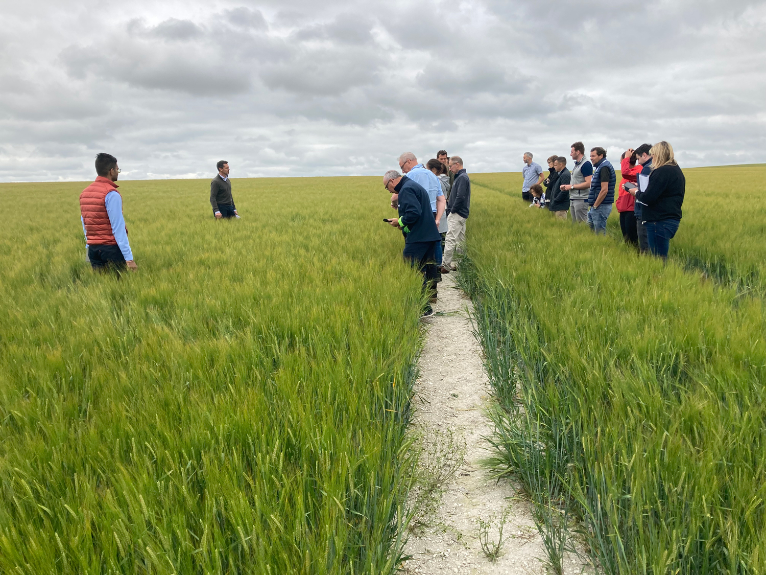 Crop update | Norfolk malting barley field walk  | Crisp Malt July 2022