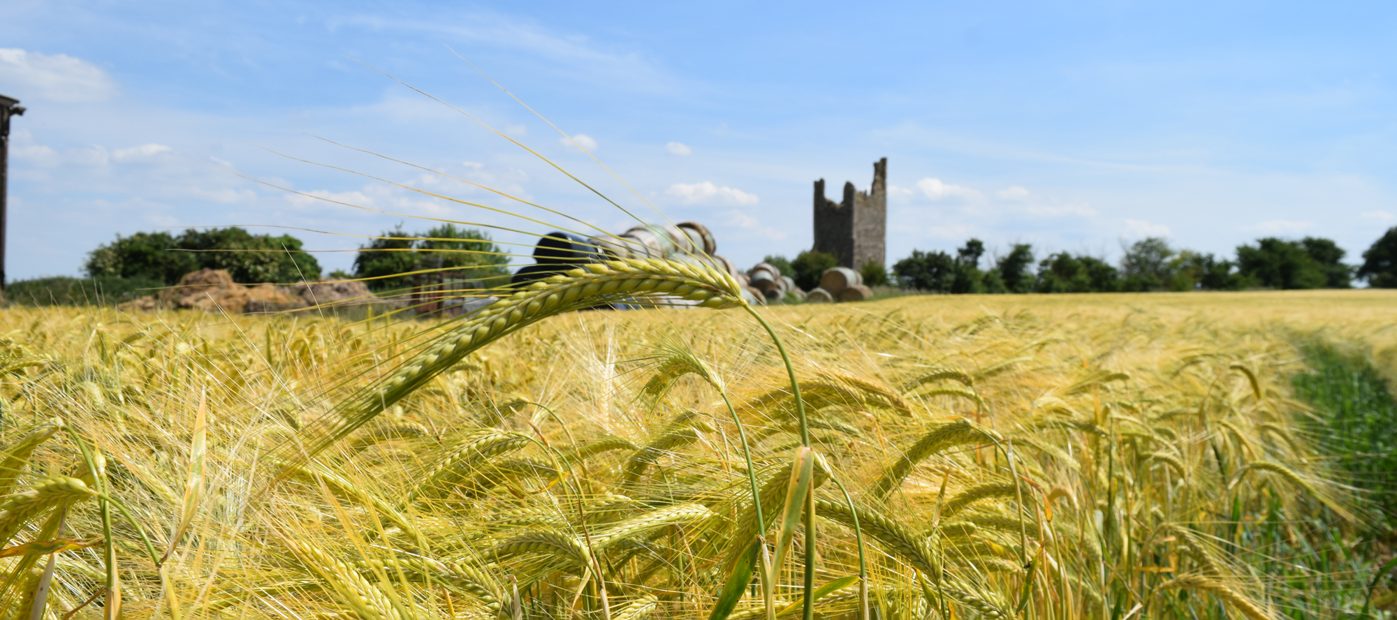 Scottish Laureate barley growing in the fields