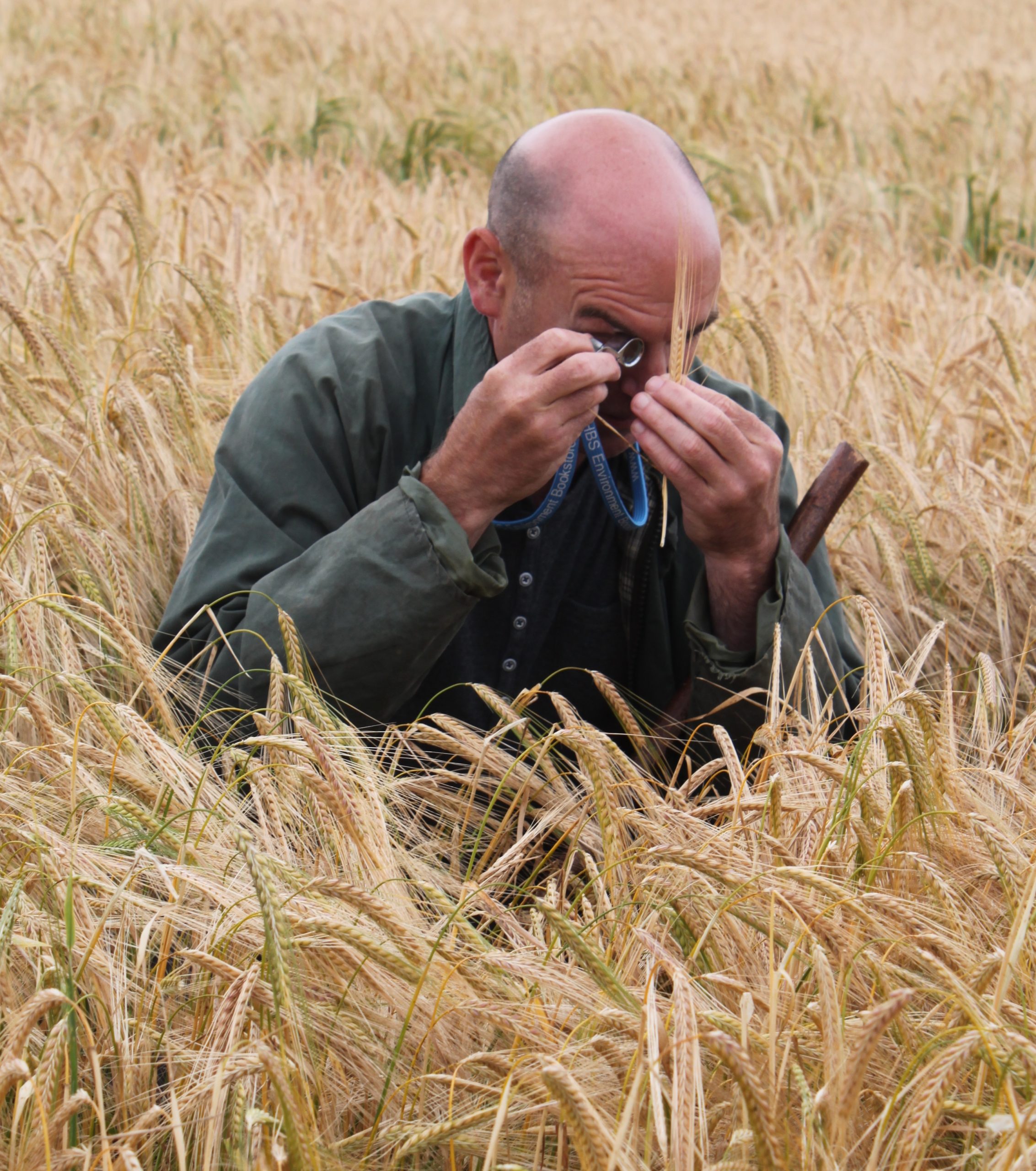 Crisp Malt | Tim Walpole of H Banhams examining the Maris Otter barley