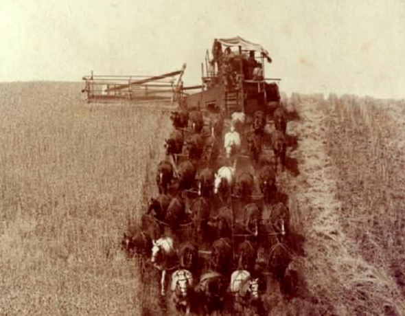 Crisp Malt | Historical image of combine pulled by horses in a barley field
