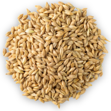 Maris Otter barley malted grains
