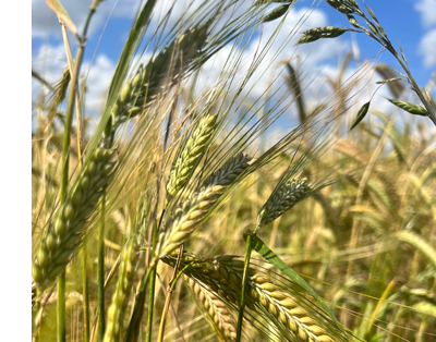 Field of Winter Barley