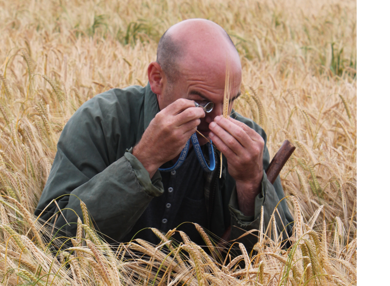 A man checks the barley grains in a field that are destined for distilling.