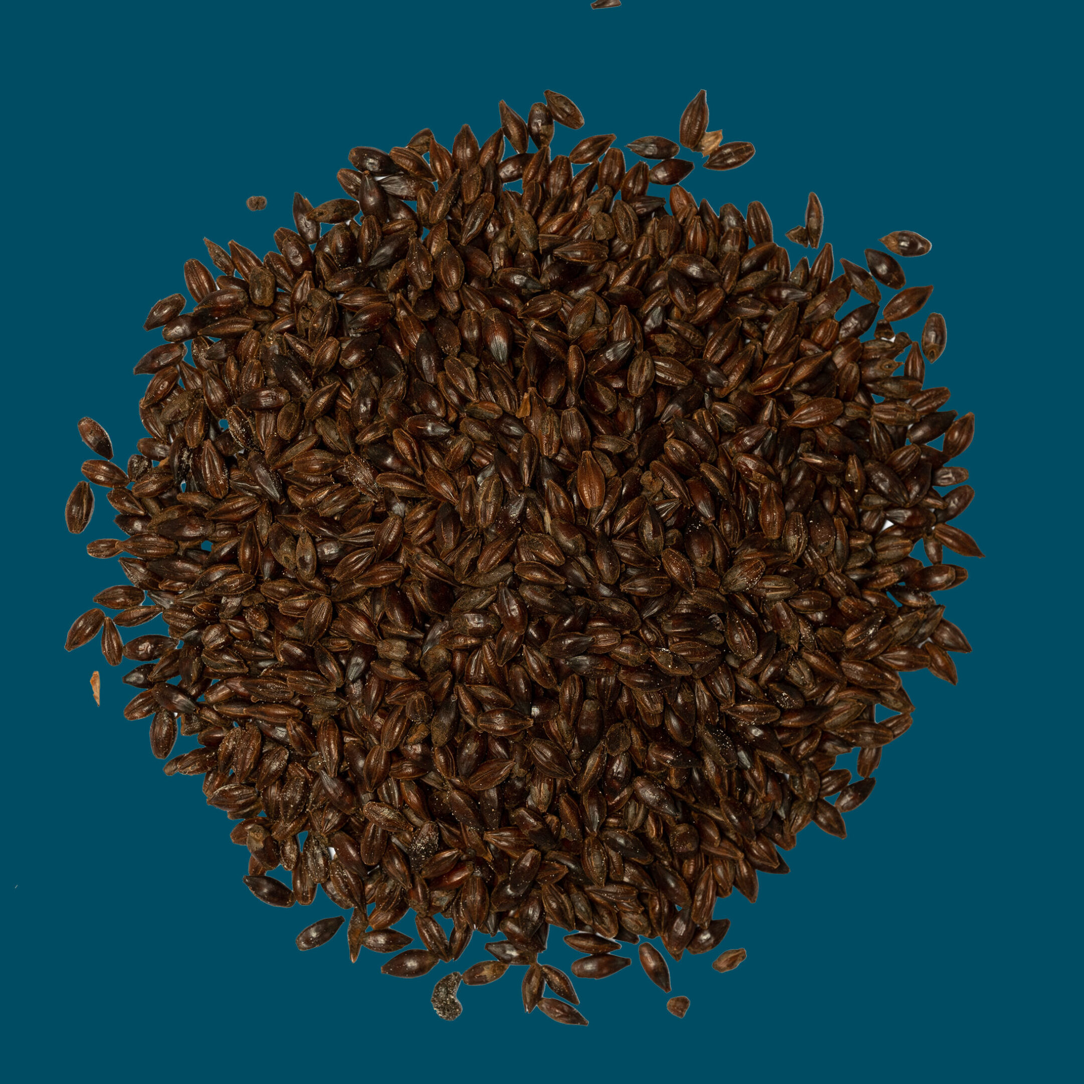 Brown malt grains used for brewing and distilling