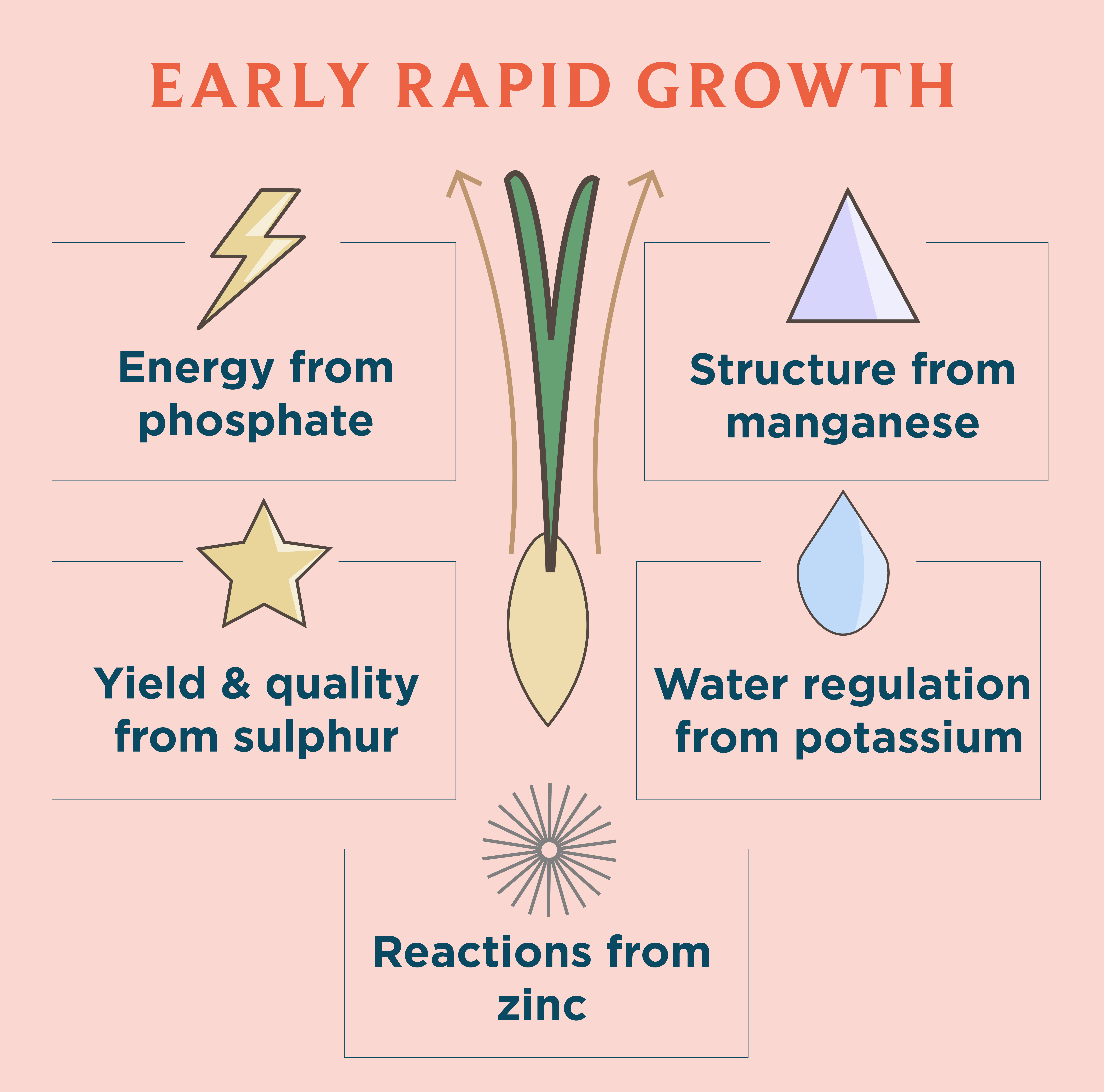 a diagram that explains the early rapid growth of a barley seed and it's requirements.