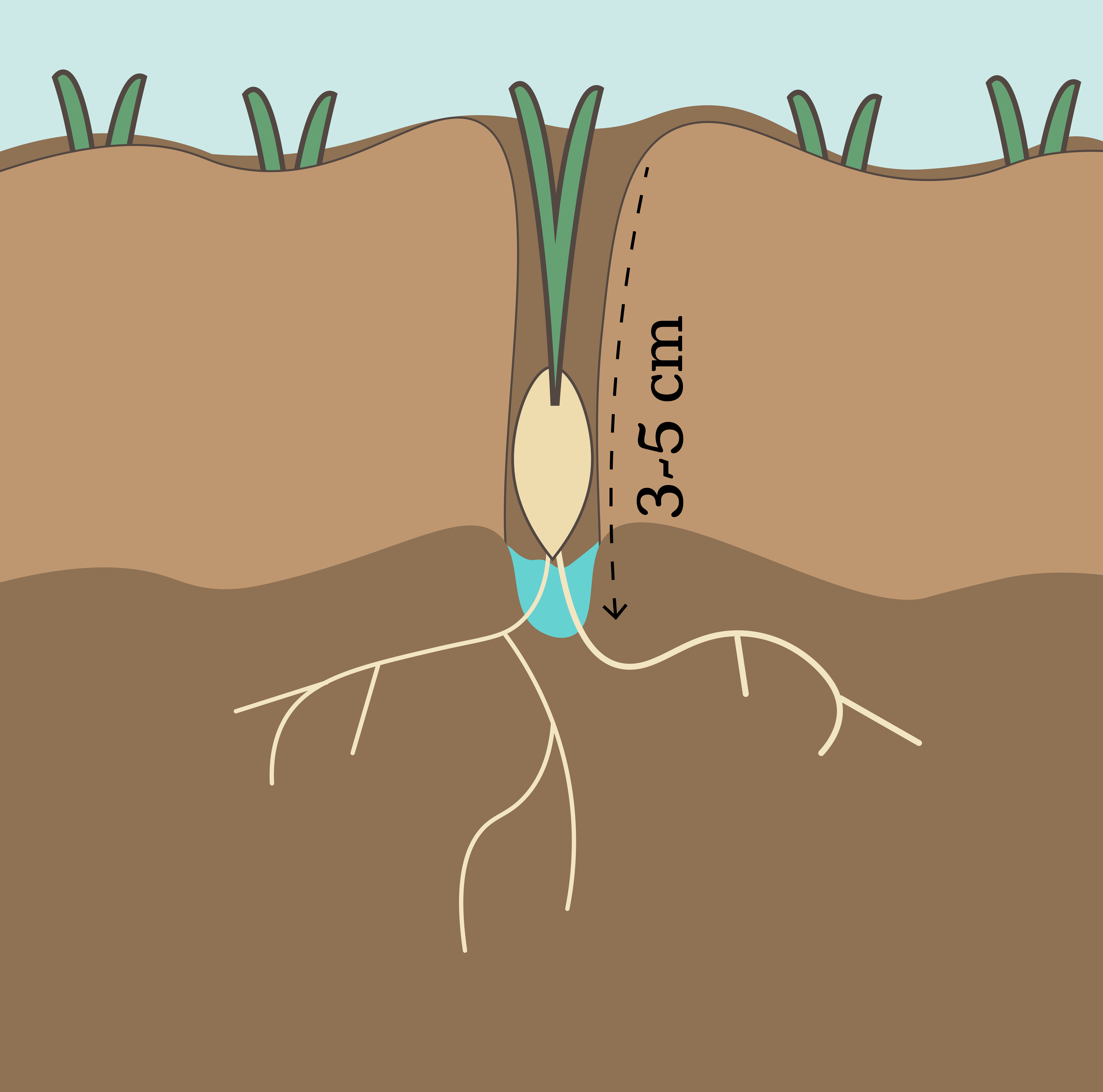 An illustration of how barley grows 