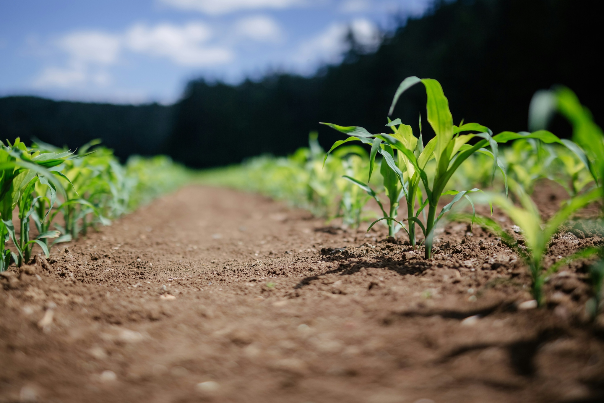 Picture of barley crowing in a field as an intro to our Sustainability Hub.