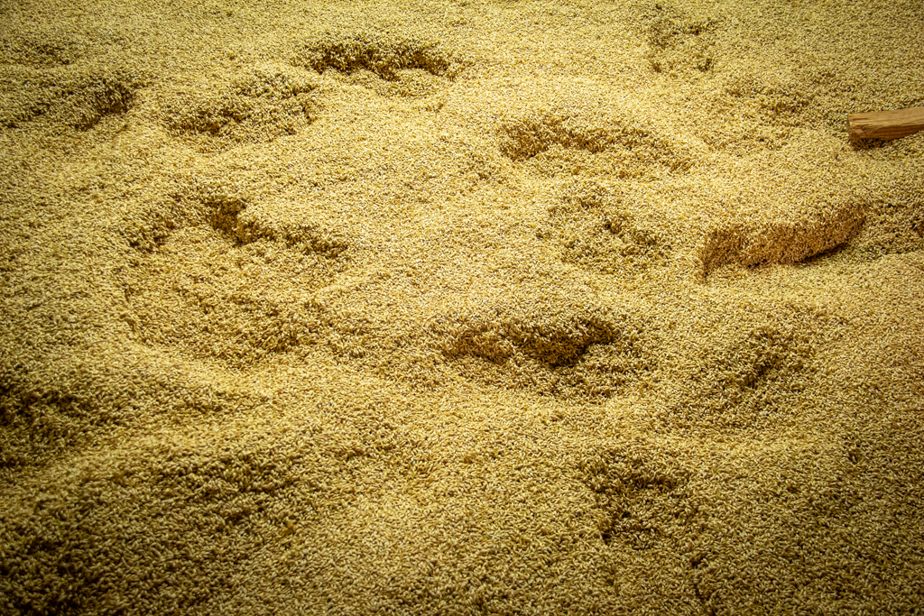 Hana barley being malted on the traditional malting floors at Admiral Maltings in California